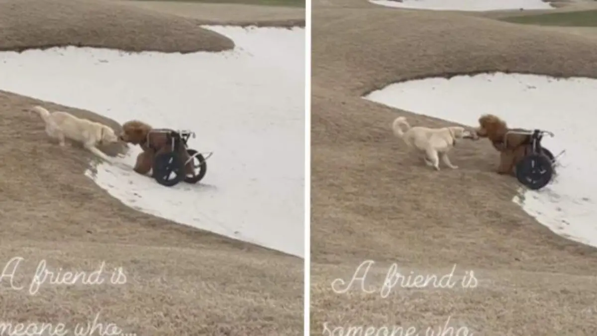 Un perro ayudó a otro en silla de ruedas que se quedó atascado en la arena